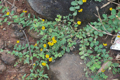Crotalaria filipes